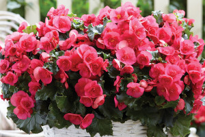 Begonia ‘Evi Bright Pink’ (Beekenkamp, at Floricultura in Salinas, CA)