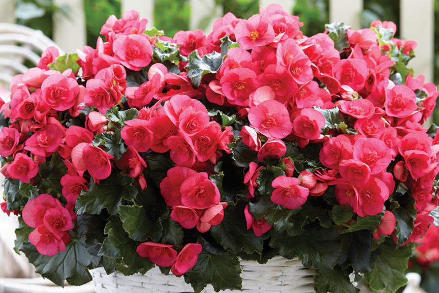 Begonia ‘Evi Bright Pink’ (Beekenkamp, at Floricultura in Salinas, CA)