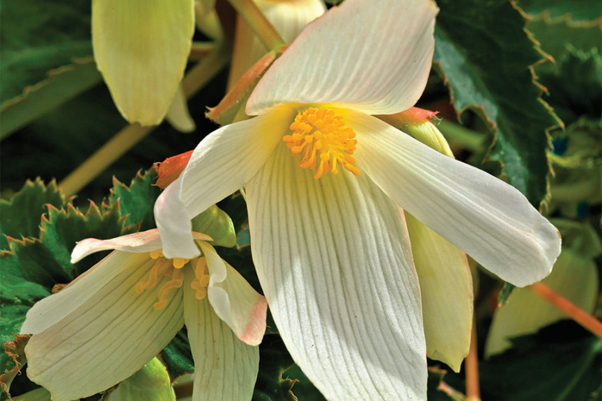 Begonia boliviensis ‘Santa Barbara’ (Benary)