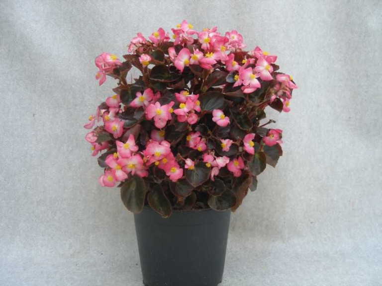 Begonia semperflorens ‘SenatoriQ Rose Bicolour’ (Sakata)