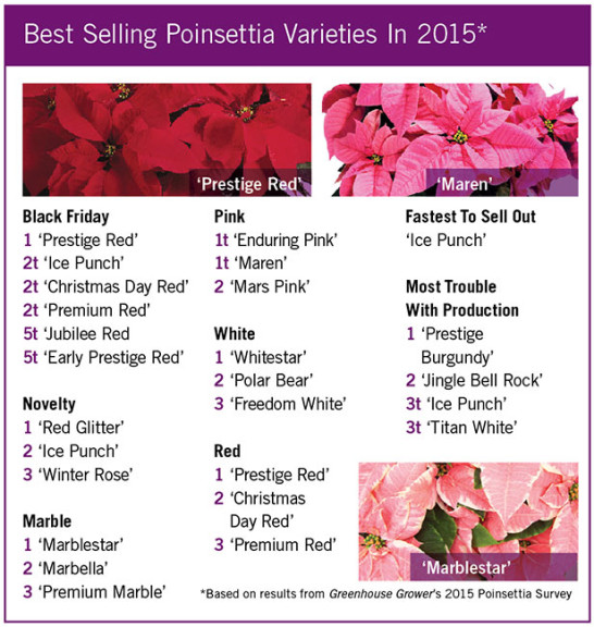 Poinsettia Survey 2015