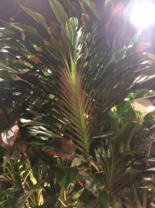 Cordyline fruticosa ‘Singapore Twist’ (Excelsa Gardens)