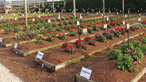 2018 Southeast Floriculture Field Trials Results: Costa Farms