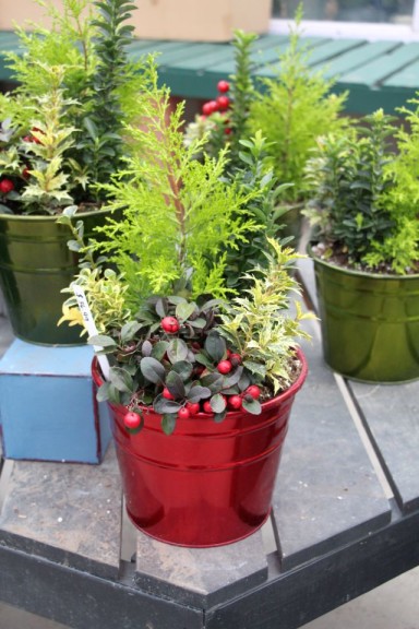 Gold juniper, variegated holly, and winterberry combo 