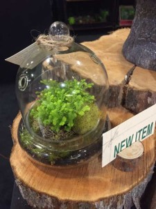 Flori-Design Glass Cloche Terrarium