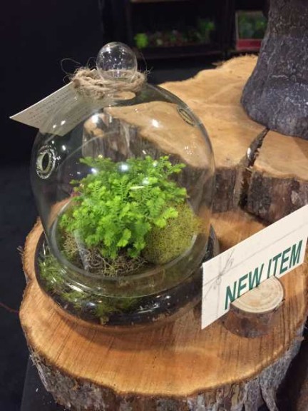 Flori-Design Glass Cloche Terrarium