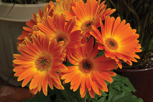 Gerbera Majorette Series (Sakata Ornamentals)