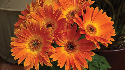 10 Colorful Spring Plants For Sales In 2017