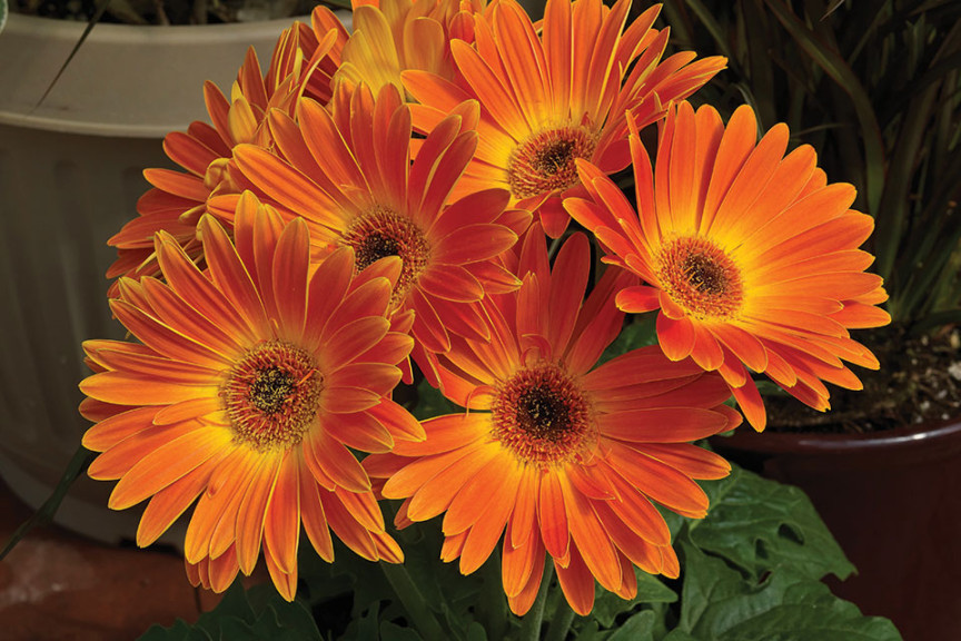 Gerbera Majorette Series (Sakata Ornamentals)