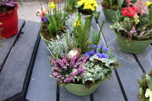 Heather, ivy, and primrose combo with a birds nest