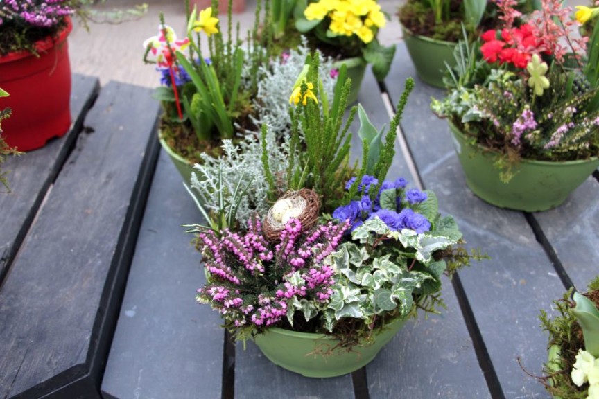 Heather, ivy, and primrose combo with a birds nest