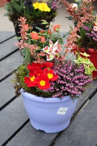 Heather, rose, barberry, and primrose combo with a pinwheel