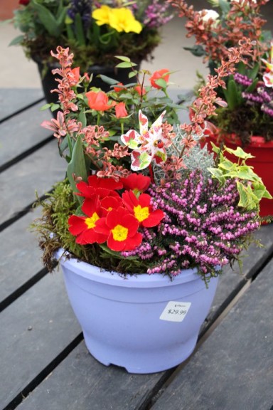 Heather, rose, barberry, and primrose combo with a pinwheel