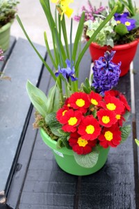 Hyacinth, iris, narcissus, and primrose combo