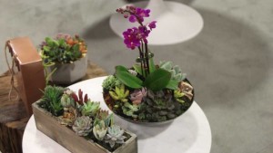 New Plants, Products, And Trends From TPIE 2016
