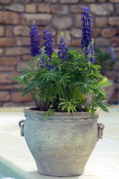 Lupinus polyphyllus ‘Mini Gallery Blue’ (HM.Clause)