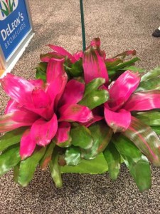 Neoregalia Bromeliad ‘Cotton Candy’ and ‘Donna’ (DeLeon’s Bromeliads, Inc.)