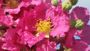 New Crape Myrtle Will Soon Be Available In South Florida