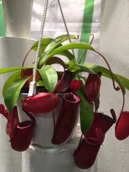 New ‘Lady Luck’ Pitcher Plant (DeRoose Plants, Inc.)