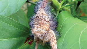 Manage Botrytis With These Cultural And Fungicide Control Options