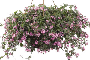 Pelargonium ‘Pinki Pinks’ (Jaldety Nurseries)