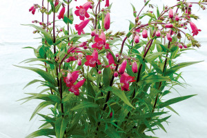 Penstemon ‘Mission Bells Deep Rose’ (Darwin Perennials)
