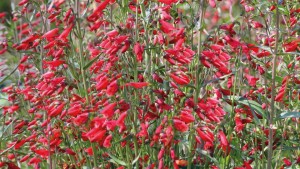 Fleuroselect Names Its Latest Gold Medal-Winning Varieties