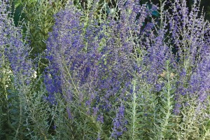 Perovskia ‘Blue Steel’ (Kieft Seed, Ball Horticultural Co., Santa Paula, CA)