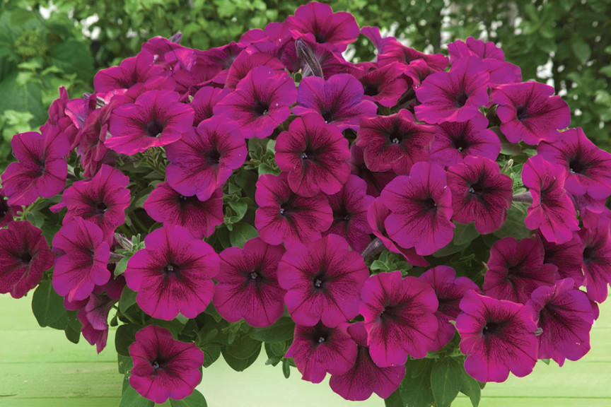 Petunia F1 ‘Trilogy Deep Purple’ (American Takii)
