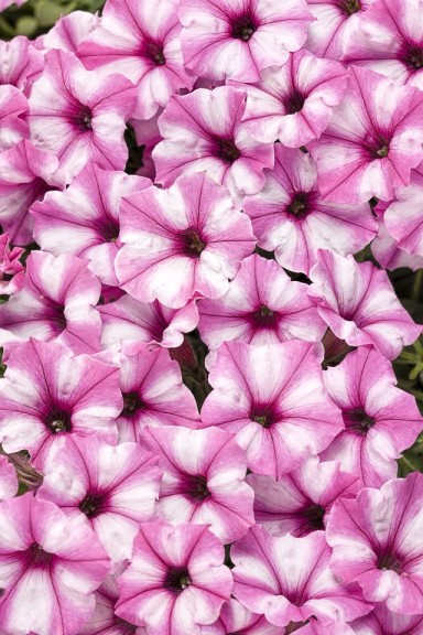 Petunia 'Pink Star Charm' from Proven Winners