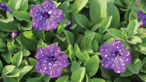 Selecta Aims For The Stars By Focusing On Beauty And Practicality