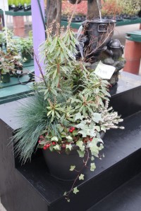 Variegated pieris, landscape grass, ivy, winterberry, and heather
