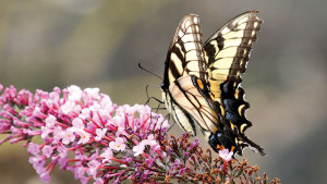 Which Pollinator Terms Appeal Most To Consumers?