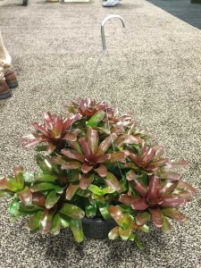 Rose of Sharon Nursery Bromeliads