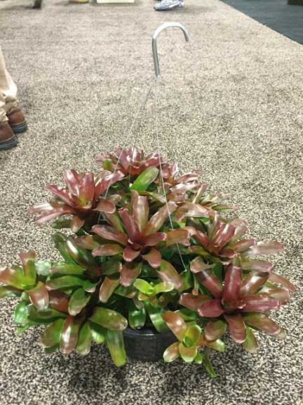 Rose of Sharon Nursery Bromeliads