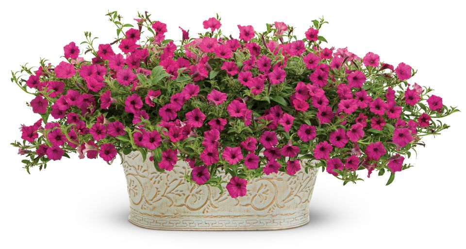 Supertunia 'Sangria Charm' from Proven Winners