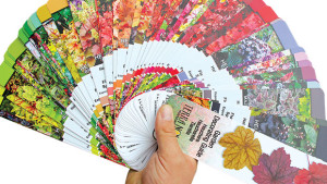 Promote The Purpose Of Perennials