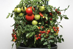 Take 2 Tomato Combo - Action (Burpee Seeds)