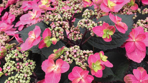 CAST 2016: New Shrubs For 2017 Build The Foundation For Modern Landscapes [Photo Gallery]