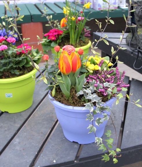 Tulips, heather, primroses, and ivy combo