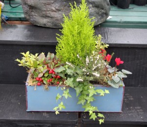Trough combo with cyclamen, gold juniper, holly, heather, ivy, and winterberry