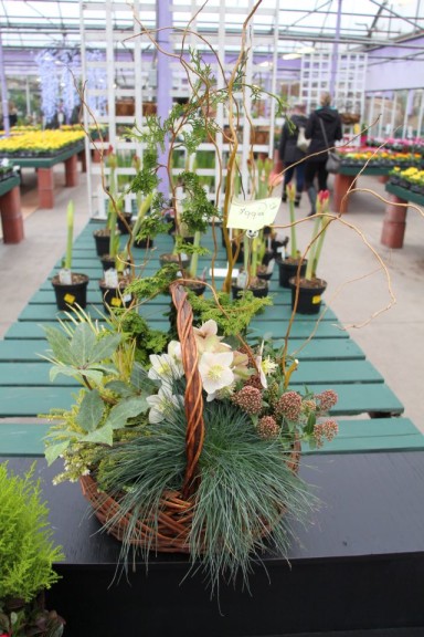 Landscape grass, false cypress, and hellebores combo