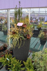 Mixed nursery plants combo