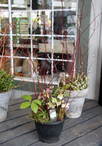 Winter nursery combo with pussy willow and hellebores