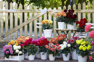 Dahlia 'LaBella Grande Mix' (Beekenkamp, at Floricultura in Salinas, CA)