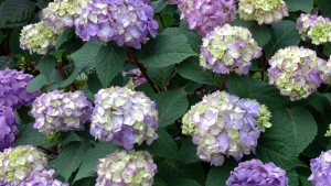 Bailey Nurseries Develops Program That Texts Plant Care Tips For Endless Summer Hydrangeas