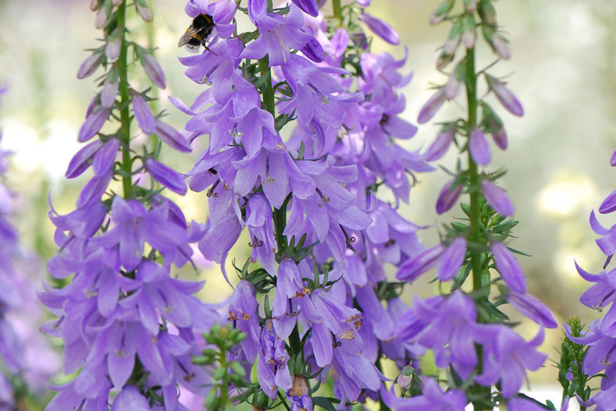 Adenophora ‘Fairybells Gaudi Violet’ (PlantHaven at GroLink, Oxnard, CA)
