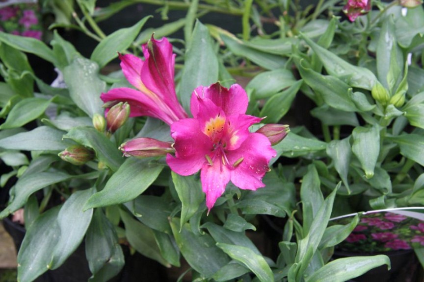 Alstroemeria 'Inca Yuko' (2015 D.S. Cole Growers Field Trials)