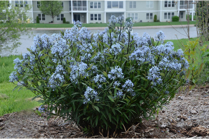 Amsonia tabernaemontana ‘Storm Cloud’ (Proven Winners Perennials, Kirigin Cellars Winery, Gilroy, CA)