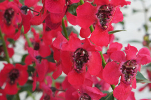 Angelonia ‘Archangel Cherry’ (Ball FloraPlant, Ball Horticultural Co., Santa Paula, CA)